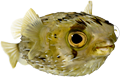 Balloonfish