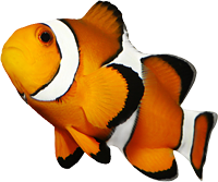 Clownfish