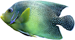 Coral Reef Fish One