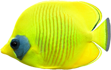 Coral Reef Fish Three