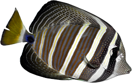 Coral Reef Fish Four