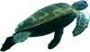 Sea Turtle